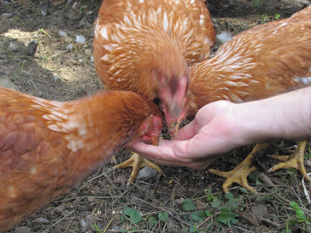 Rufina Agriturismo La Fontaccia מראה חיצוני תמונה
